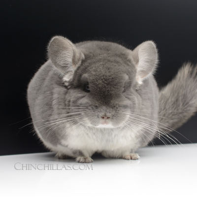 TOV Violet chinchilla show quality chinchillas